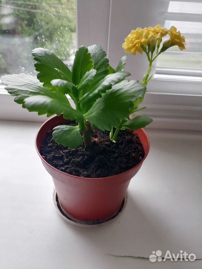 Каланхоэ цветущий