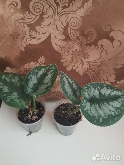 Сциндапсус эпипремнум