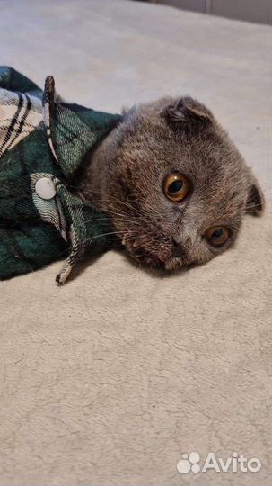 Котик Плюшик спасён из Дагестана, ему нужна помощь