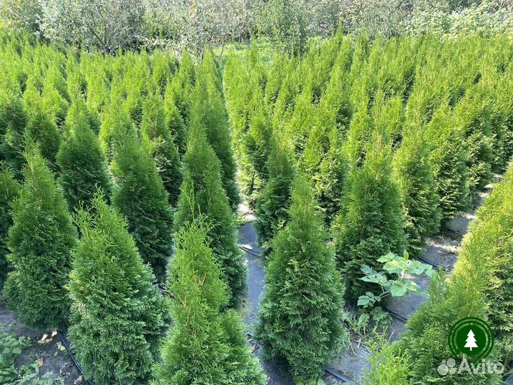 Туя. Доставка