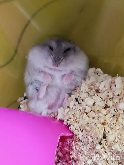 Джунгарский хомяк