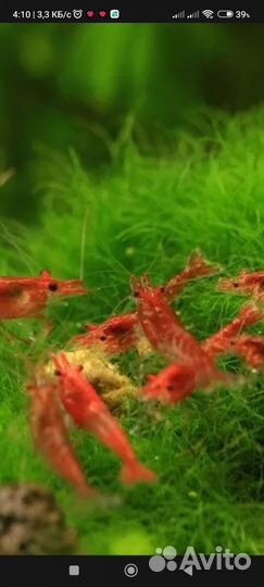 Аквариумные рыбки креветка Черри
