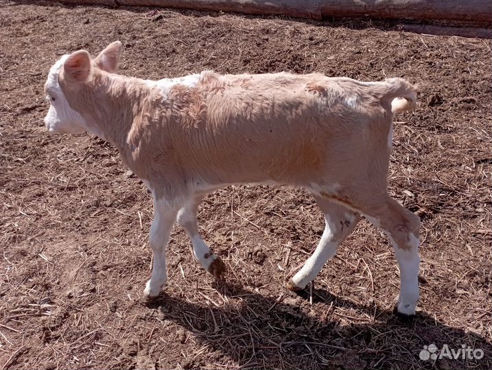 Телята 1,5 месячные