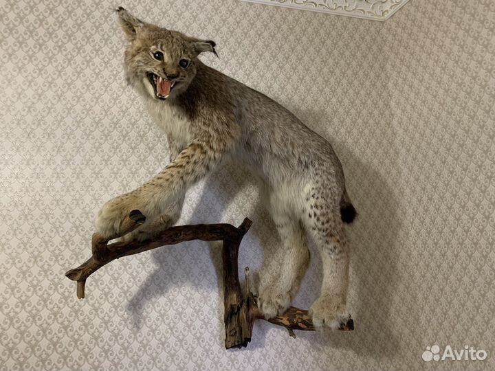 Чучело рыси имитация