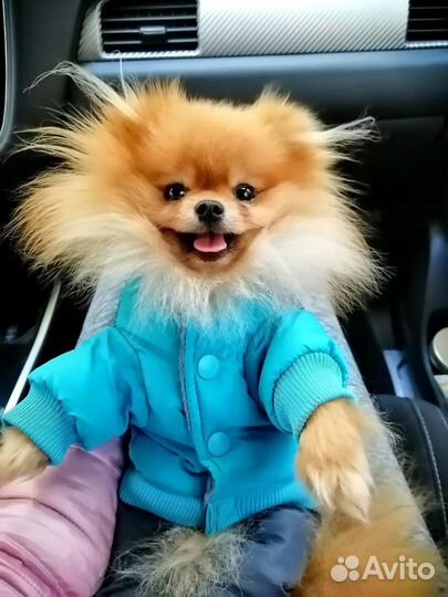 Померанский шпиц вязка