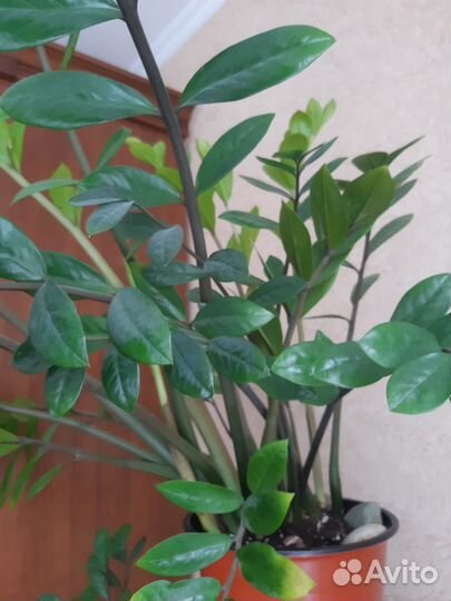 Замиокулькас