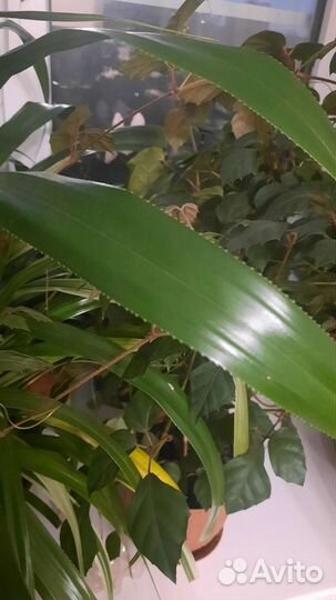 Пальма Панданус