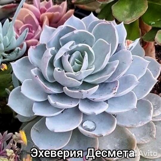 Суккуленты листики, срезы растения