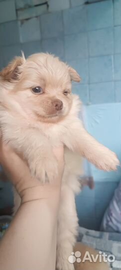 Щенки померанского шпица