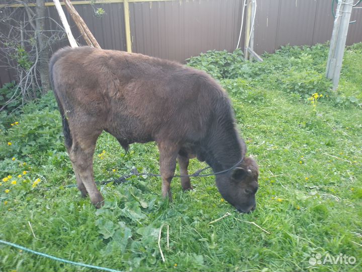 Телка и бычек