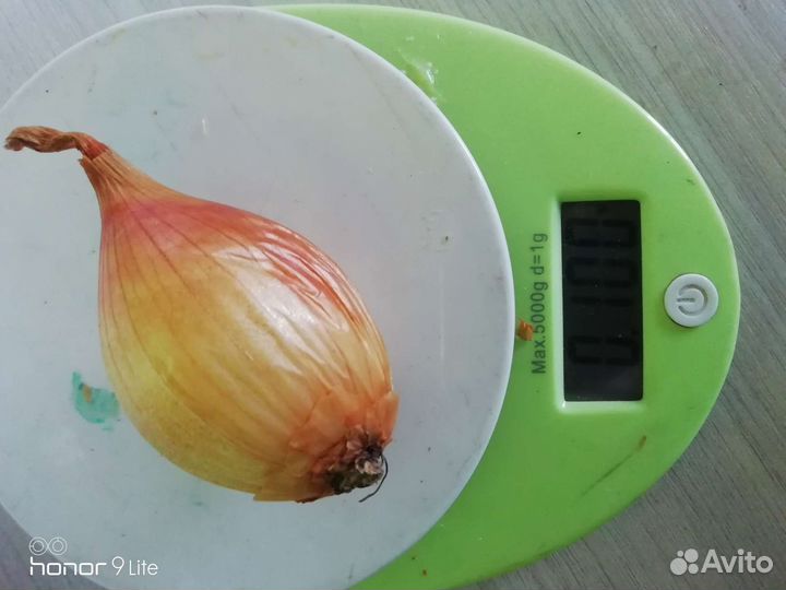 Лук семейный на посадку