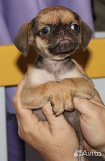 Брабансоны шоко соболь