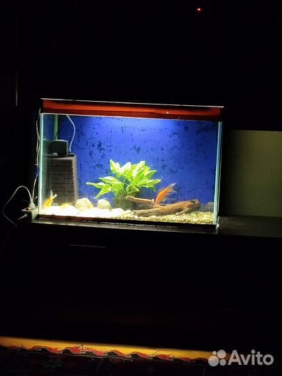 Аквариум