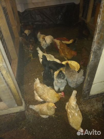 Инкубационное яйцо