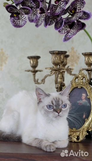 Ищем дом молодой кошке