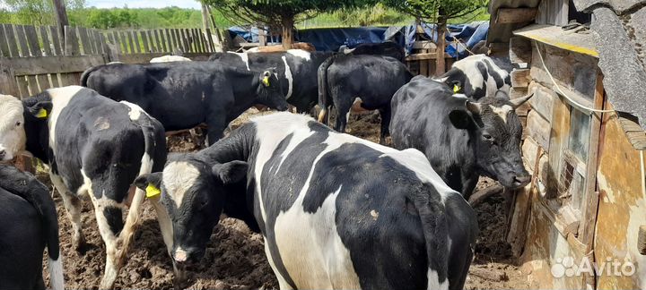 Быки живым весом