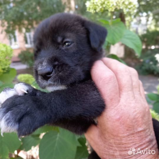 Мальчик-метис 1 месяц
