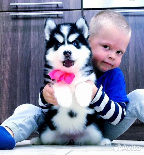 Офигенные щенки Хаски от Кубы в Ярославле (+вязка)