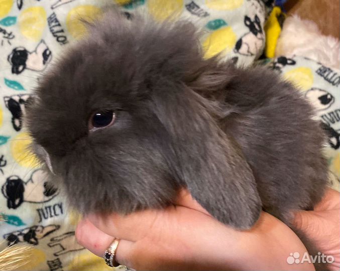 Декоративные кролики вислоухие