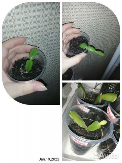 Декабрист шлюмбергера