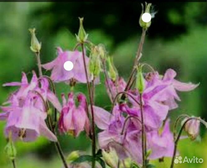 Аквилегия. Очиток видный