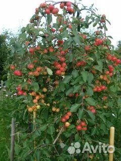 Саженцы плакучей яблони