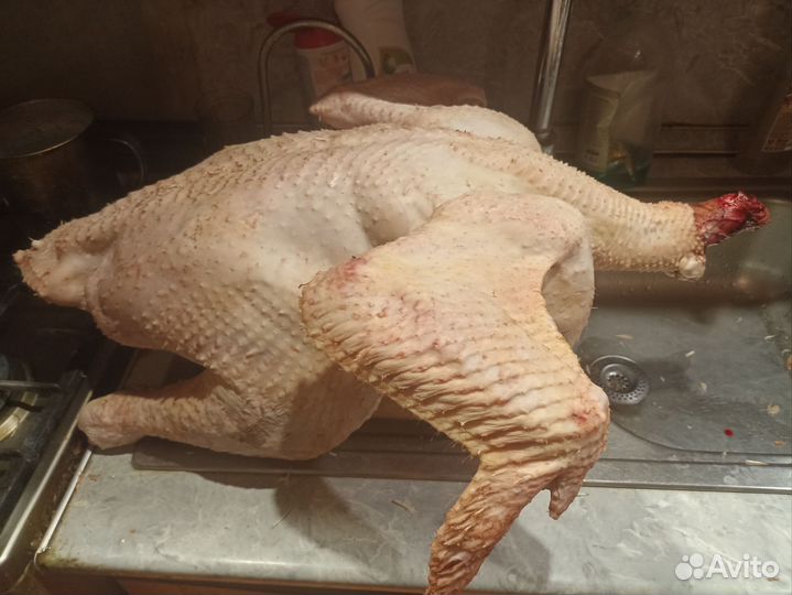 Мясо домашней индейки, Мясо гусей