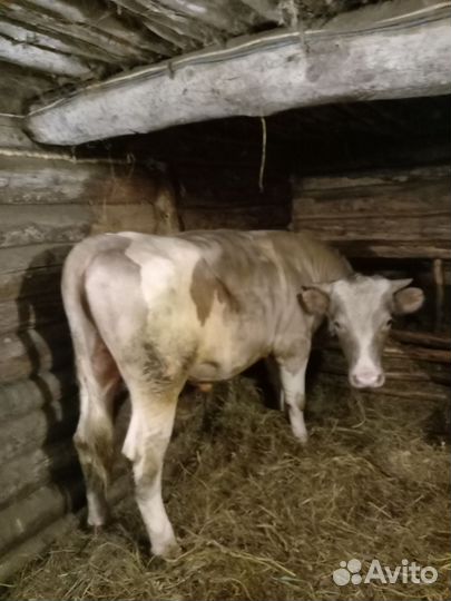 Быки живым весом