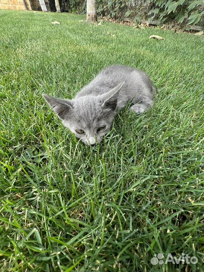 Котенок в добрые руки, девочка, бесплатно