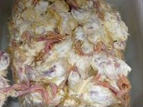 Суточные цыплята на корм замороженняе