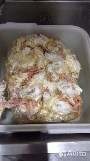 Суточные цыплята на корм замороженняе