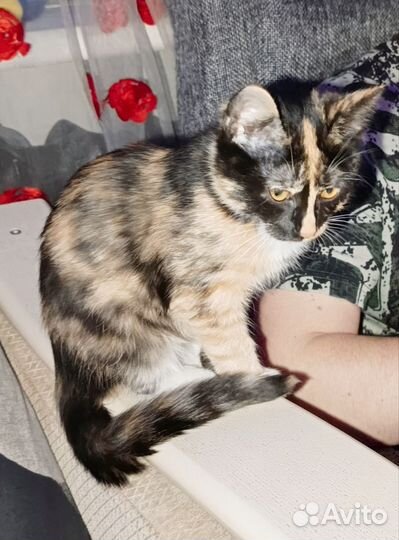 Отдам котенка в добрые руки