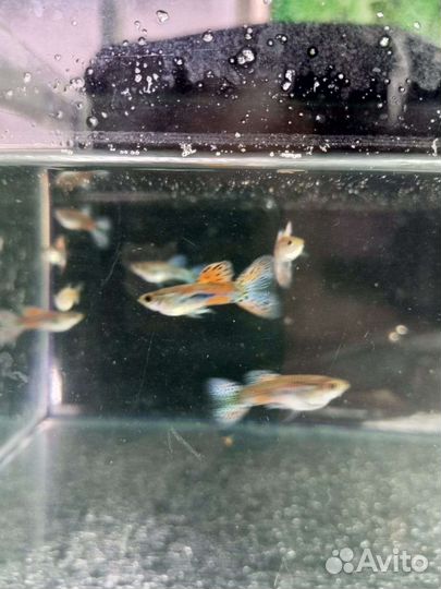 Рыбки. Живые корма