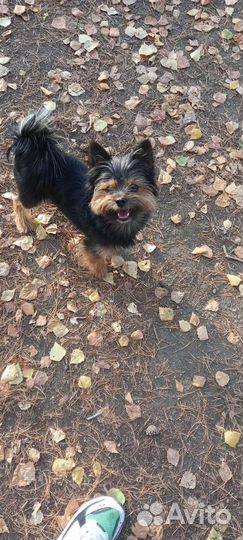 Йоркширский терьер бесплатно вязка