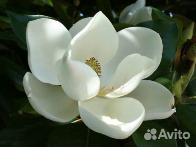 Магнолия грандифлора
