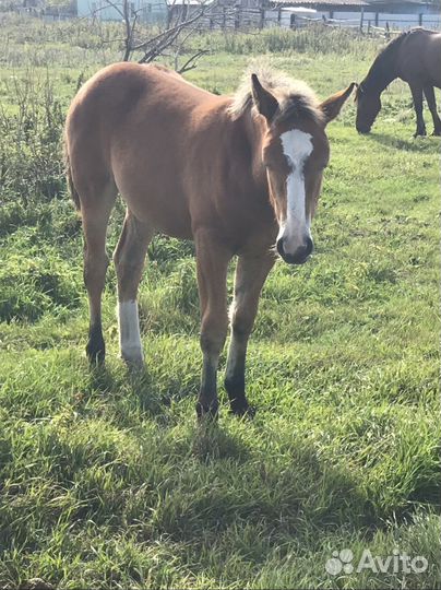 Кобылы с жеребенком