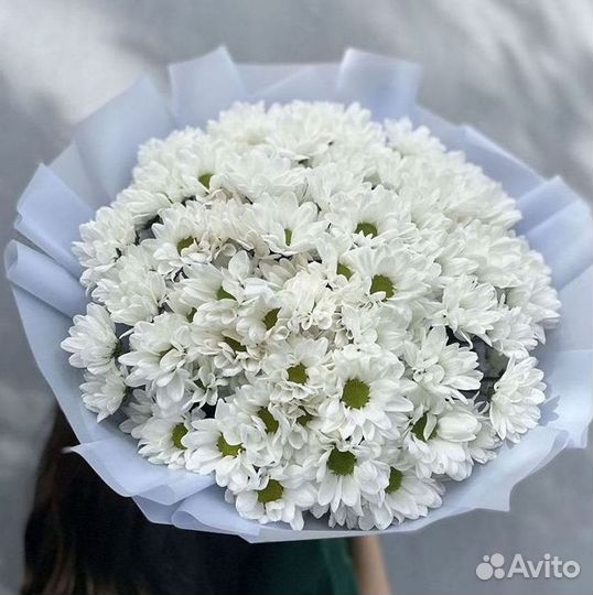Доставка букетов и цветов. Хризантема