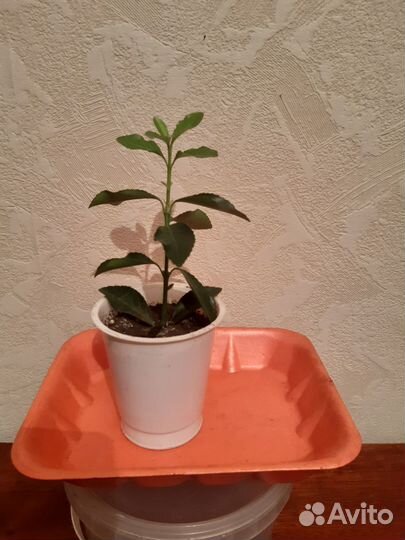 Разные комнатные цветы