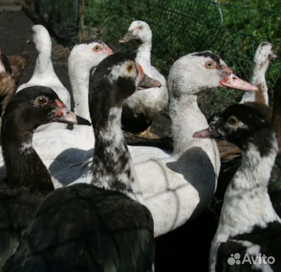 Мускусные утки тяжелая линия