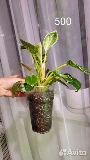 Филодендрон Биркин