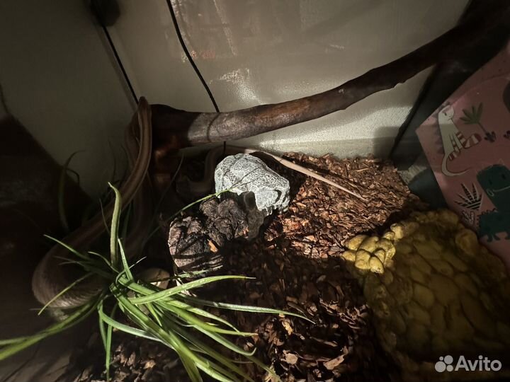 Моисовый полоз