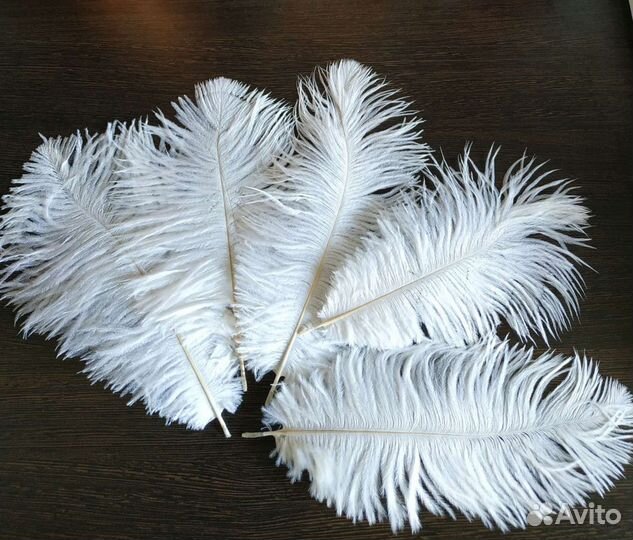 Перья страуса