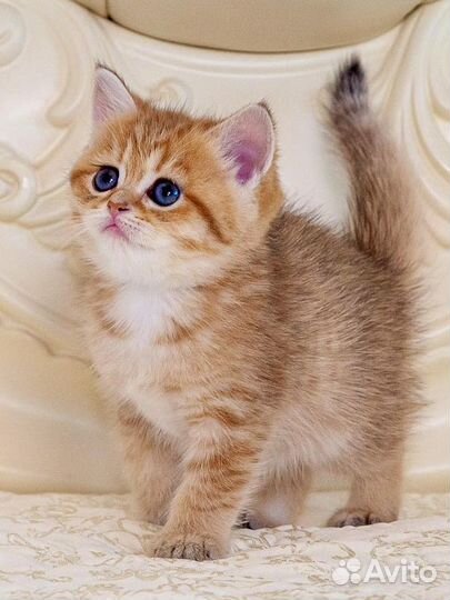 Британские золотые котята