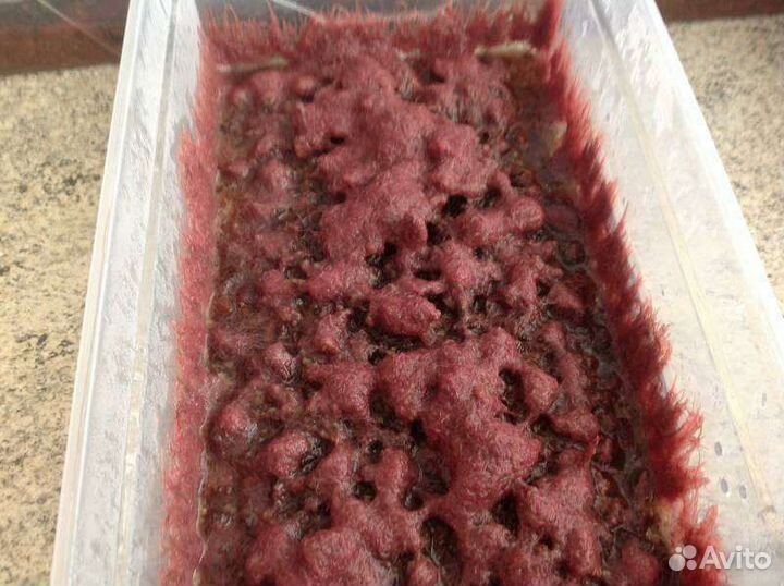 Живой корм Изя. Аулофорус
