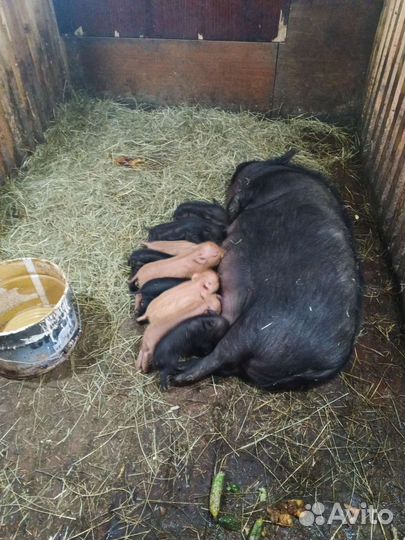 Козы- свиньи