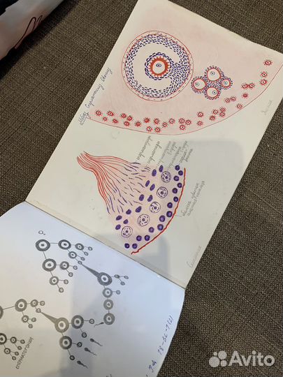 Лекции, альбомы для института