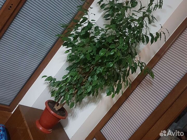 Фикус бенджамина
