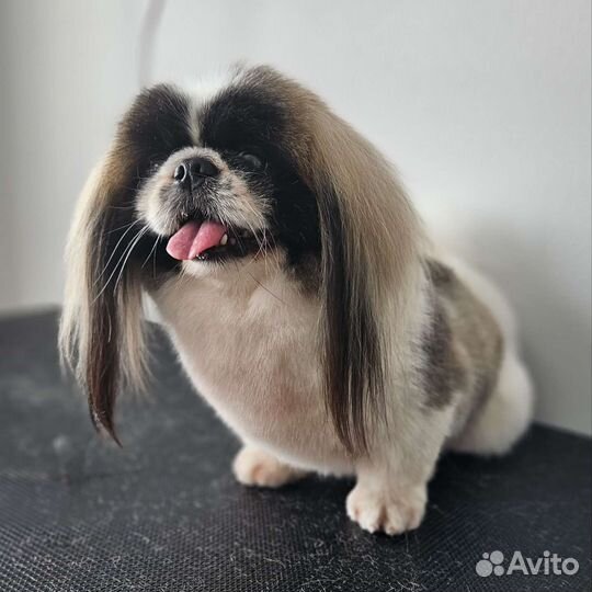 Груминг собак и кошек