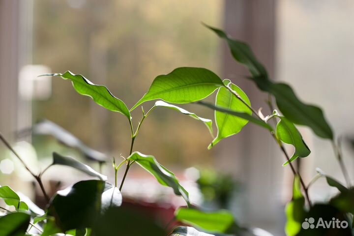 Фикус Бенджамина