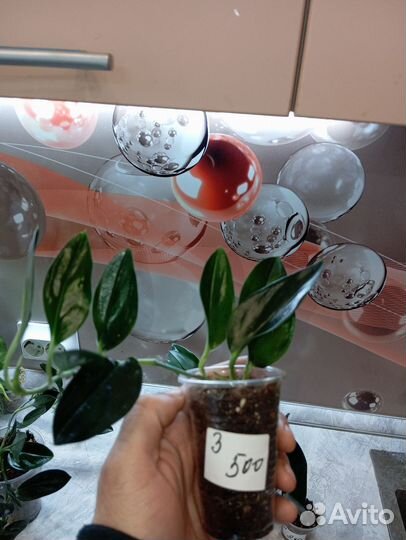 Сциндапсус дарк форм